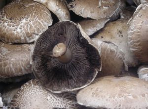 Pile of raw field mushrooms