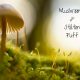 Wild mushrooms on a mossy ground with the title text in the corner