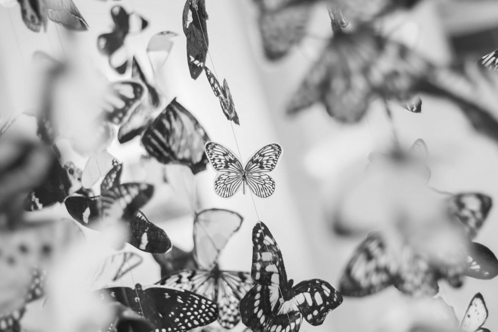 Butterflies fluttering black and white picture