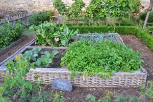 vegetable garden - lots of green leaves and a sign saying plants