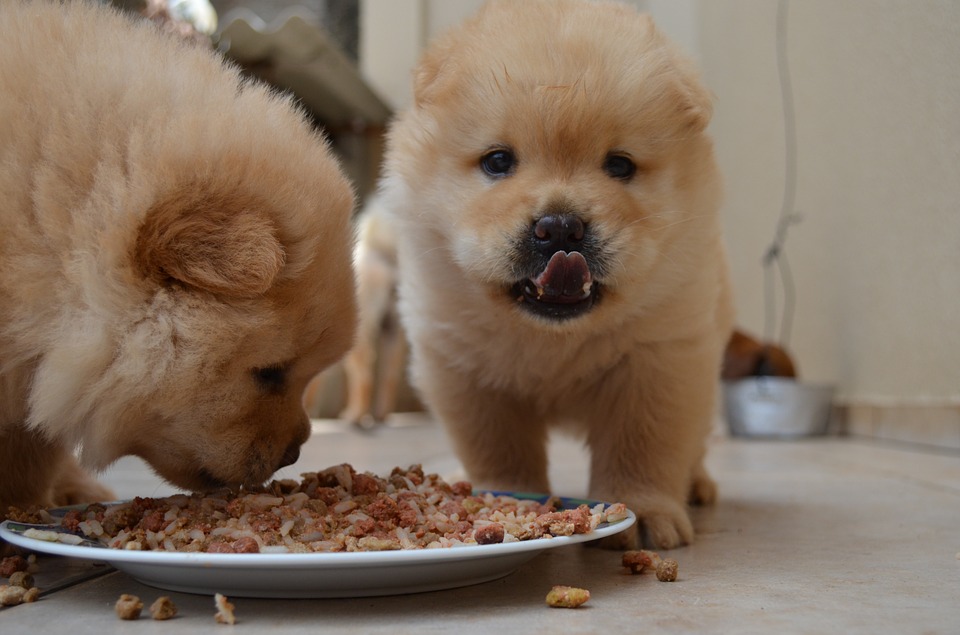 two puppies eating a plate of food