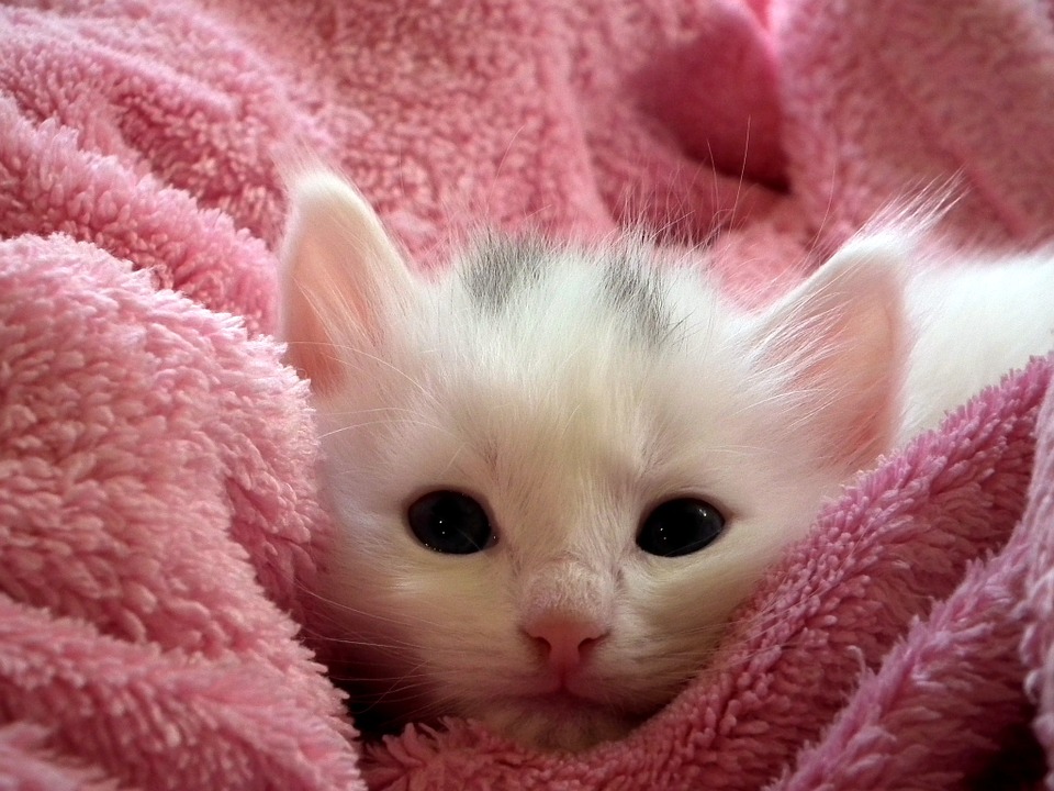 white fluffy kitten in a pink towel