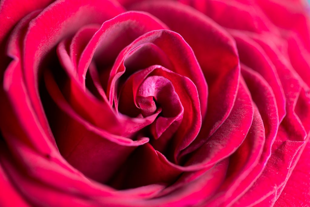 close up of deep pink rose