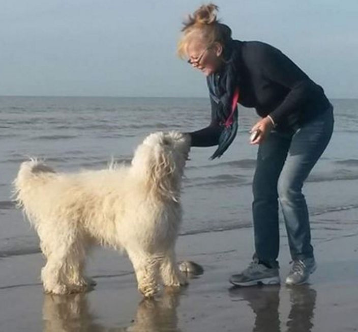 woman in jeans and jumper wearing a scarf playing in the surf with a big white fluffy dog