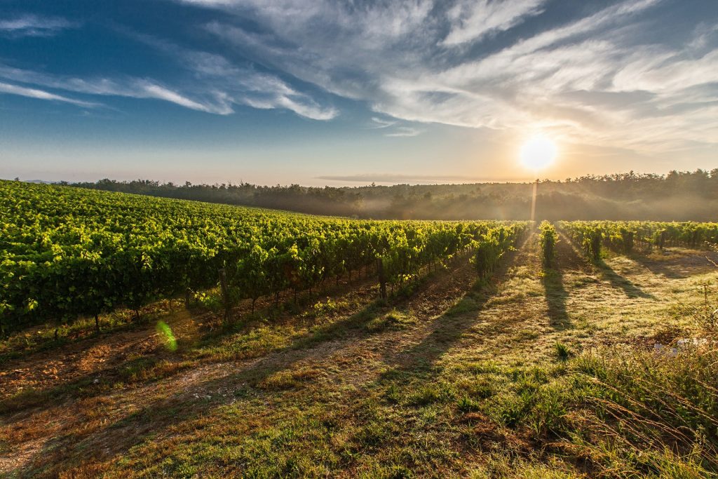 a sun set over a tuscan vineyard