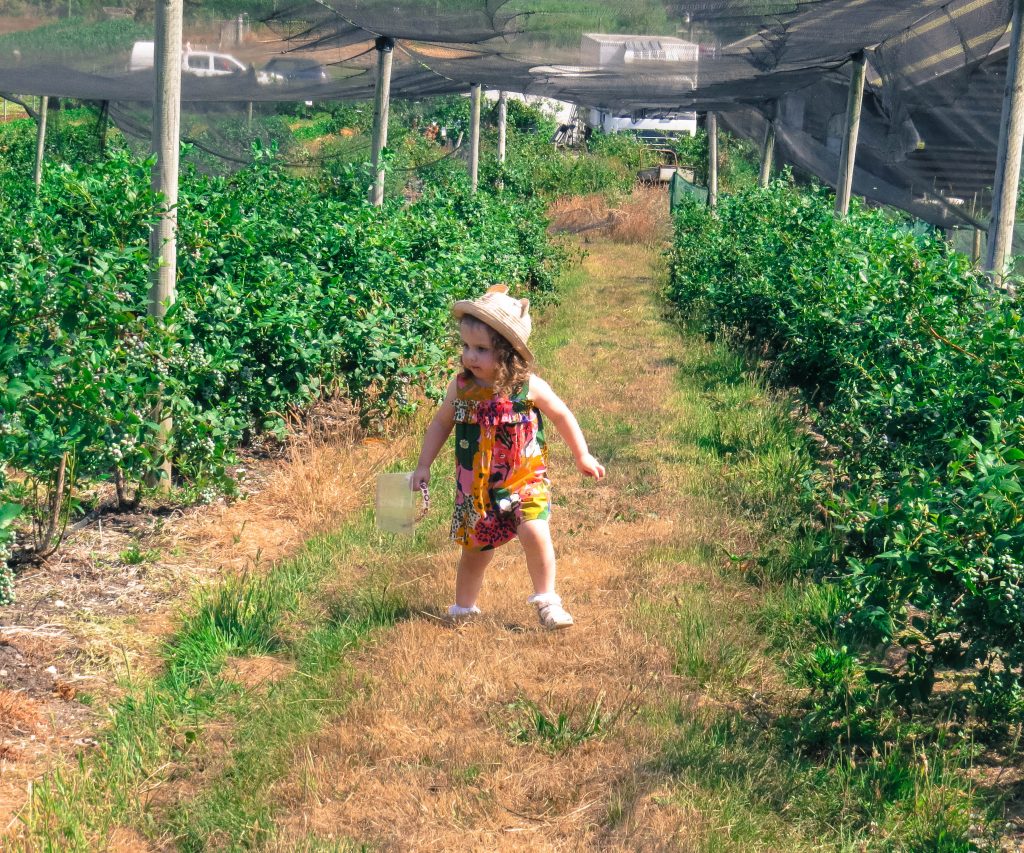 alyssa in a playsuit and hat walking up the centre of rows and rows of blueberry bushes 