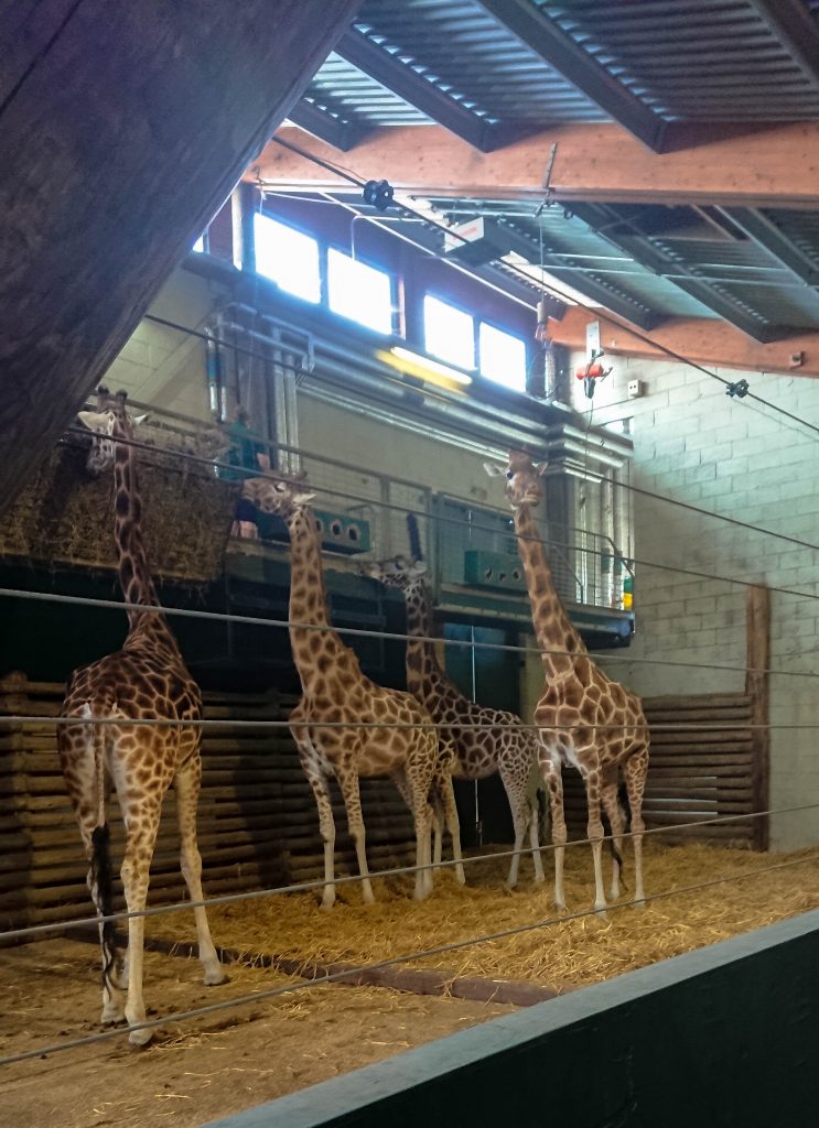 giraffes stood feeding from hay bins above them