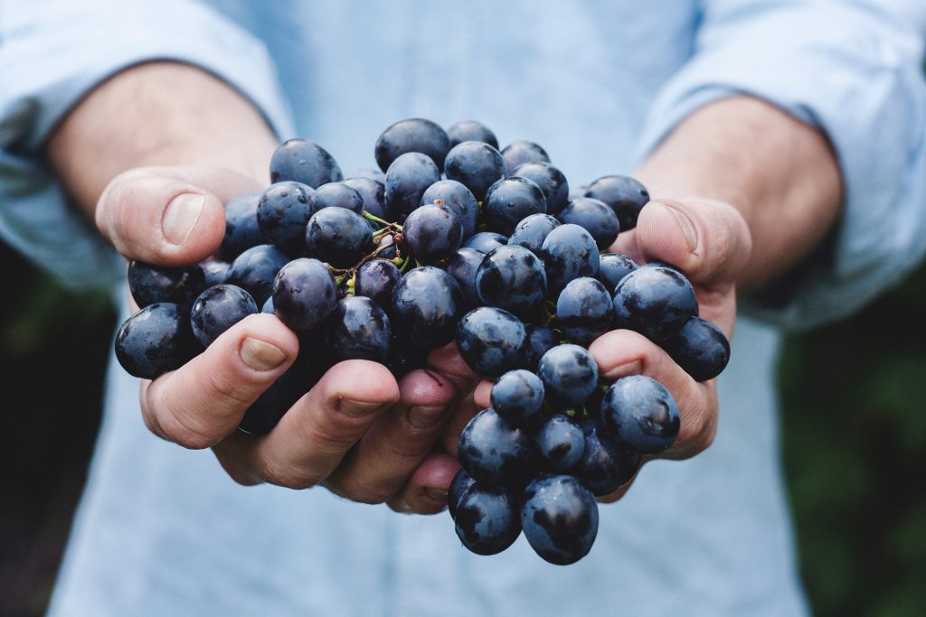 hands holding a bunch of black grapes