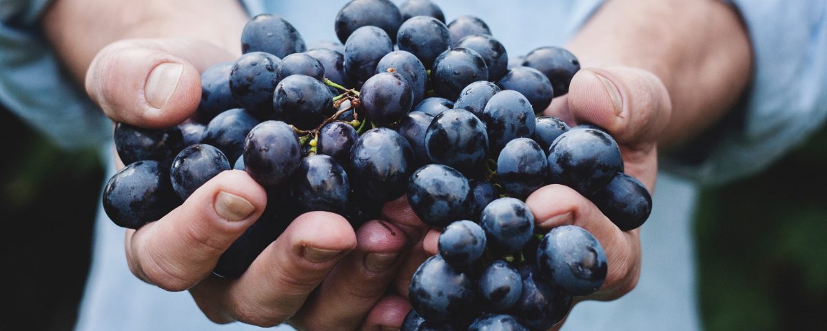 hands holding a bunch of black grapes