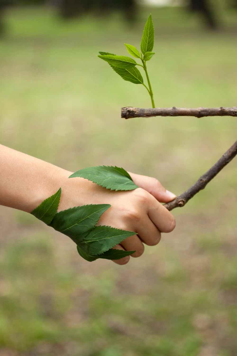 a hand holding a tree branch