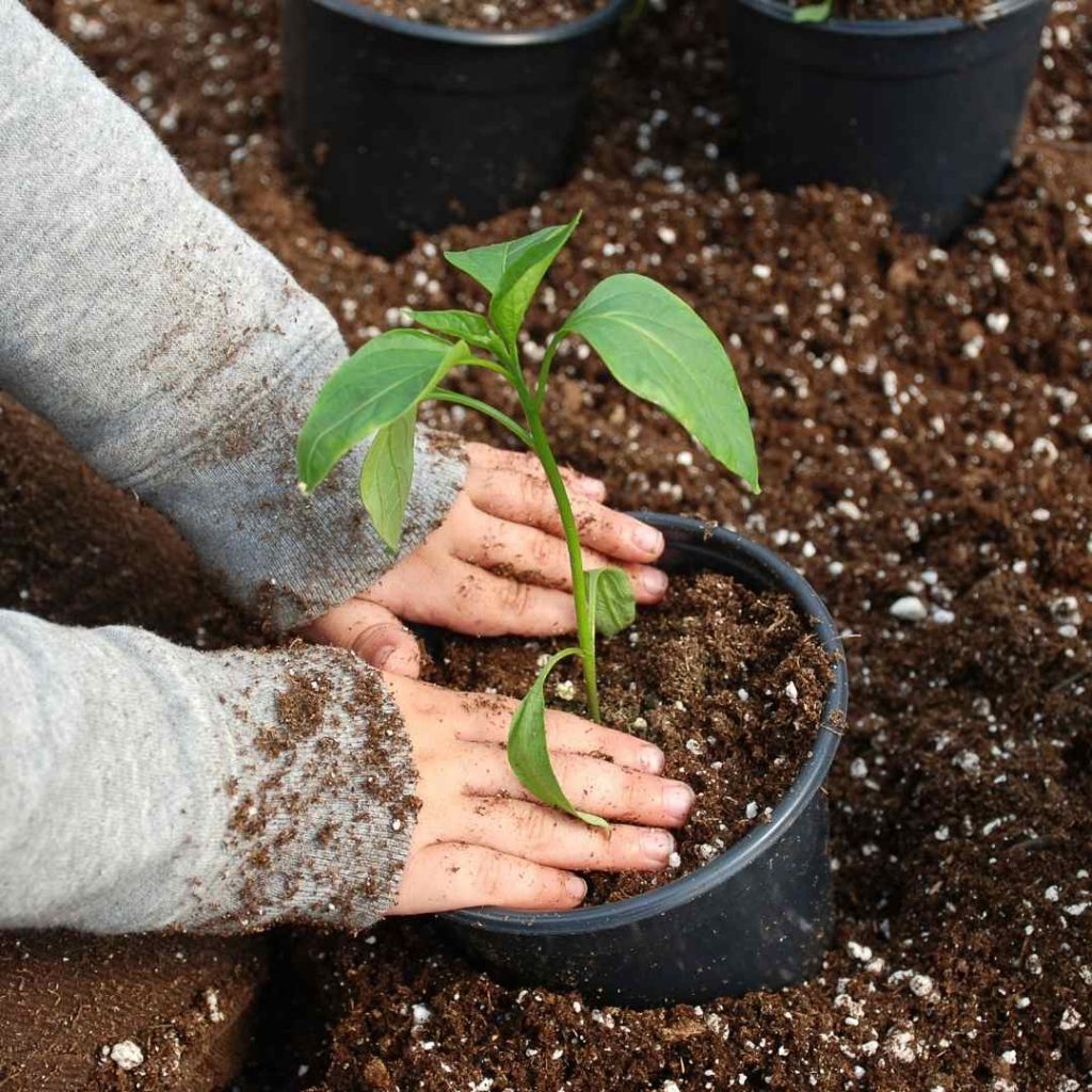 make-gardening-easier-hands-planting-in-a-pot